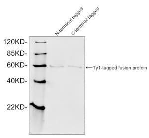 Ty1 Tag Antibody (Ty1-tag epitope)