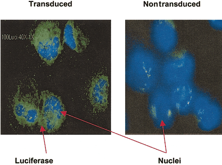 Firefly Luciferase Antibody (clone Luci 21 1-107)