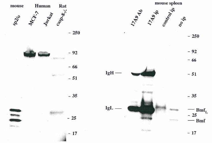 BMF Antibody (aa13-27, clone 17A9)