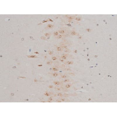 Polyclonal Rabbit anti-Human GFAP Antibody (phospho-Ser38, IHC, IF, WB)