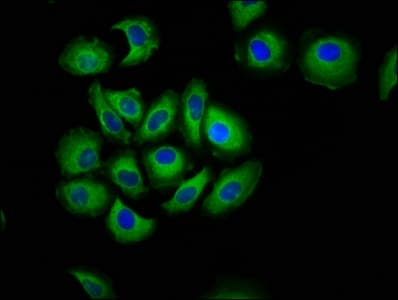 CDH7 / Cadherin 7 Antibody