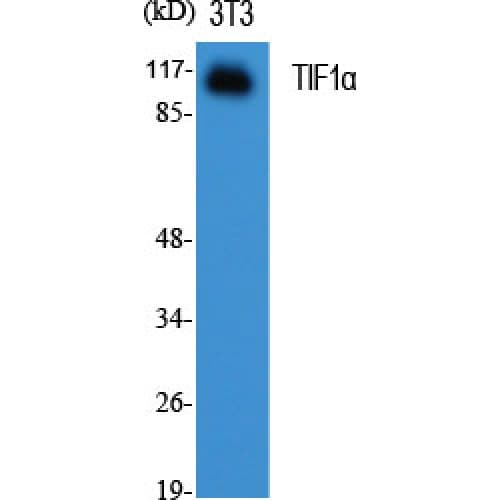 TRIM24 / TIF1 Antibody (960-1040 aa, C-terminal)