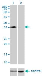 IHC-plus™ HNRNP-E2 / PCBP2 Antibody (clone 5F12)