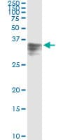 Monoclonal Mouse anti-Human HPX / Hemopexin Antibody (clone 3A9-1A9, WB)