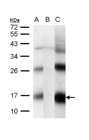 Polyclonal Rabbit anti-Drosophila CG1458 Antibody (IHC, WB)