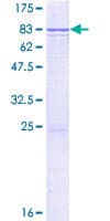 Human ERMAP / SC Protein (Recombinant GST)
