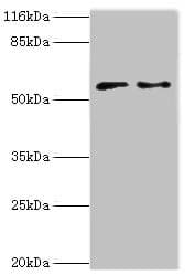 Polyclonal Rabbit anti-Human CRISPLD2 Antibody