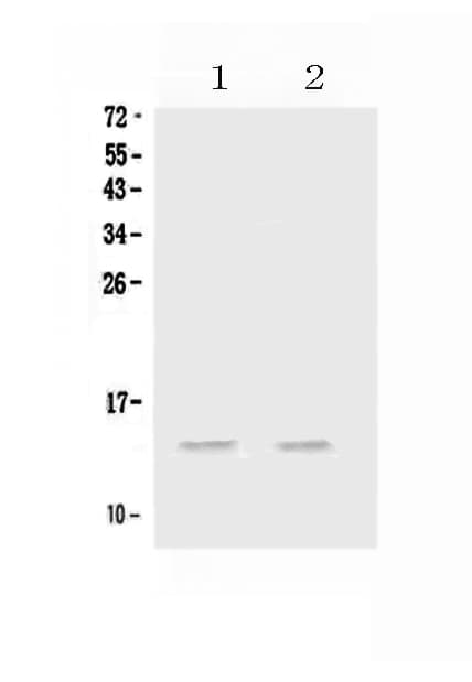 CCL20 / MIP-3-Alpha Antibody
