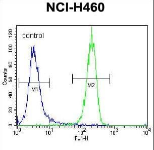 STK11 / LKB1 Antibody (aa19-48)