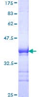 Human PHF5A / INI Protein (Recombinant GST)