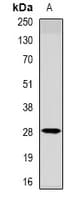 METTL7A Antibody