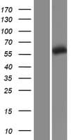 Human CCT5 / TCP1 Epsilon Protein (Over-Expression Lysate Myc-DDK (Flag))
