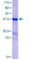 Human SPANXN3 Protein (Recombinant GST)
