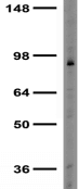 GIT1 Antibody (clone S39B-8)