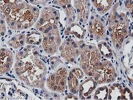 OGFOD1 Antibody (clone OTI1F4, Carrier-free)