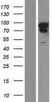 Human MAP7D2 Protein (Over-Expression Lysate Myc-DDK (Flag))