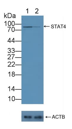STAT4 Antibody (aa505-737)