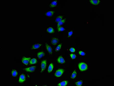 Polyclonal Rabbit anti-Human PEMT Antibody (IF, WB)