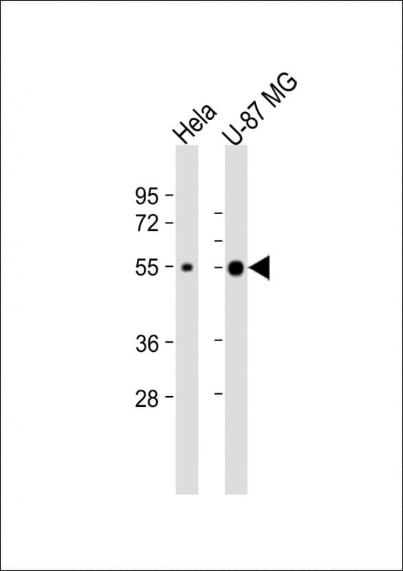 NXF3 Antibody (aa71-104)