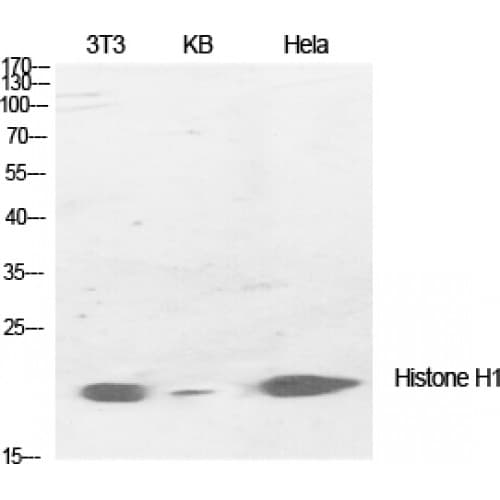 Histone H1 Antibody (1-80 aa)