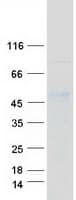 Human ELF3 / ESE1 Protein (Recombinant Myc-DDK (Flag))