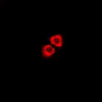 ADGRF4 / GPR115 Antibody
