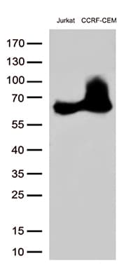 CD5 Antibody (clone UMAB9, Carrier-free)