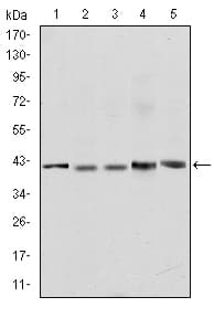 REL / C-Rel Antibody (clone 1E7)