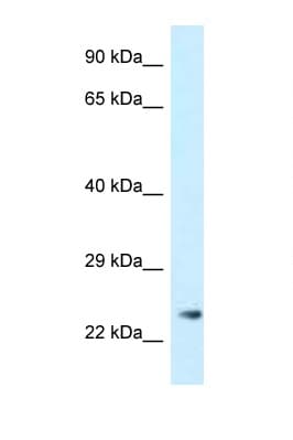 MS4A3 Antibody (aa24-73)