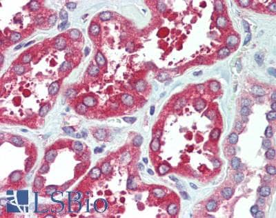 IHC-plus™ BAG3 / BAG-3 Antibody (aa525-575)