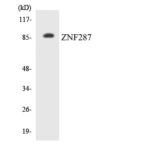ZNF287 Antibody (aa215-264)