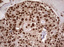 USP44 Antibody (aa420-712, clone OTI1A9)