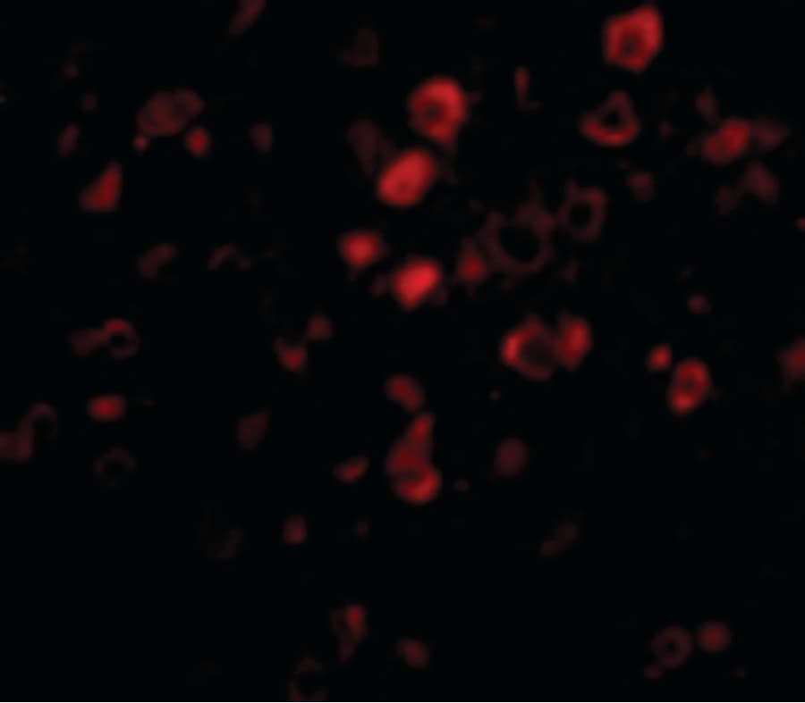 C13orf34 / BORA Antibody