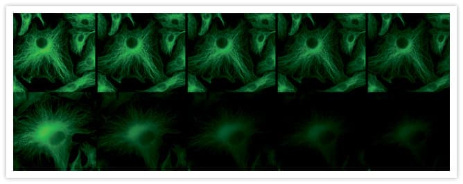 Alpha Tubulin Antibody (clone 236-10501)