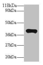 IHC-plus™ PON1 / ESA Antibody