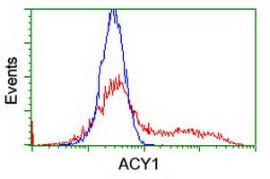 ACY1 / Aminoacylase 1 Antibody (clone OTI1D4)