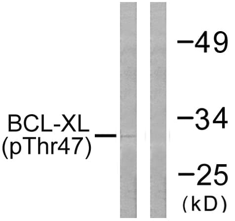 Polyclonal Rabbit anti-Human BCL2L1 / BCL-XL Antibody (phospho-Thr47, IHC, IF, WB)