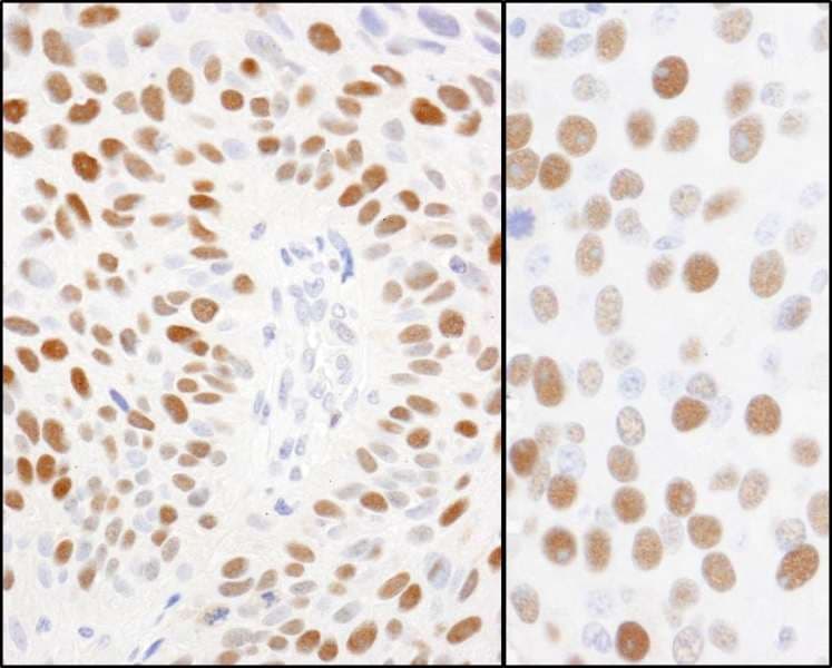 MCM2 Antibody (phospho-Ser108)