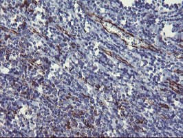 PECAM-1 / CD31 Antibody (clone OTI3H3)
