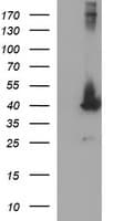 MAPK13 / p38delta Antibody (clone OTI12C6, Carrier-free)