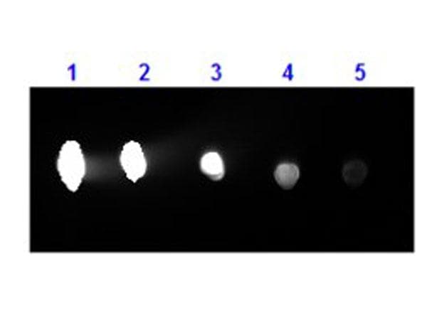 Polyclonal Goat Anti-Human IgG Secondary Antibody (RPE, IF)
