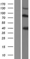 KNG1 / Kininogen / Bradykinin Protein (Over-Expression Lysate Myc-DDK (Flag))
