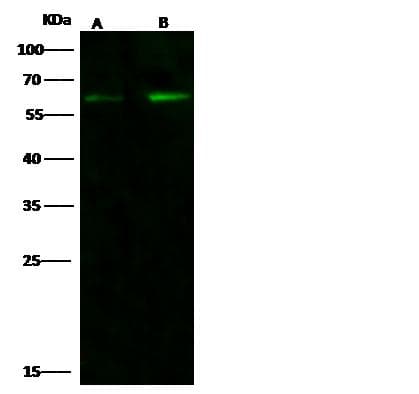 CCR3 Antibody (Preservative Free)