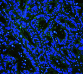 CAV3 / Caveolin 3 Antibody