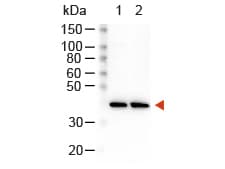 Goat Anti-Rabbit IgG Secondary Antibody (HRP)