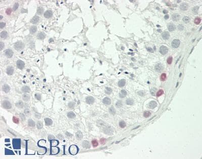 IHC-plus™ UTF1 Antibody (aa164-199)