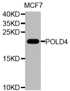 Polyclonal Rabbit anti-Human POLD4 Antibody (WB)