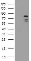 DEF6 Antibody (clone OTI1D1)