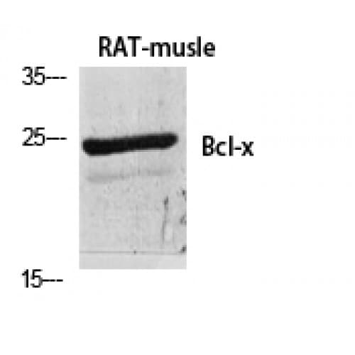 BCL2L1 / BCL-XL Antibody (30-110 aa)