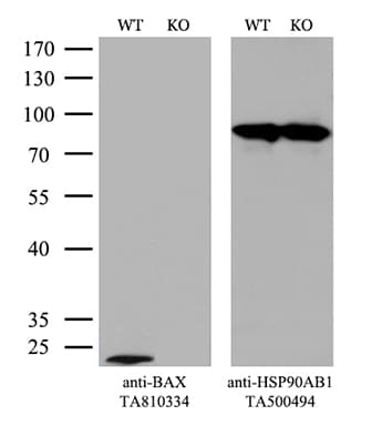 Monoclonal Mouse anti-Human BAX Antibody (clone OTI2A1, Carrier-free, aa1-172, IHC, WB)